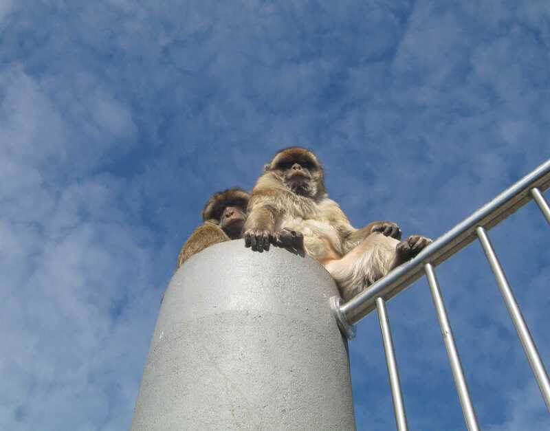 Barbary macaques, Gibraltar
