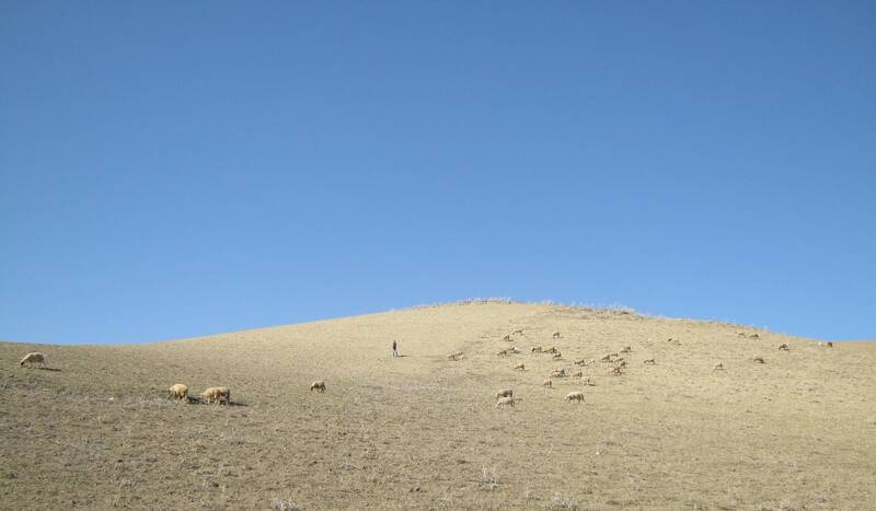 Shepherd and flock, Moroccan countryside