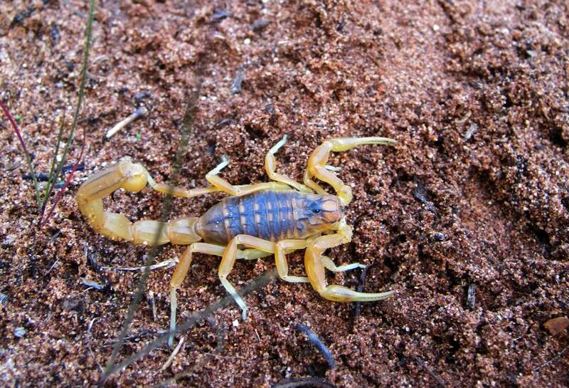 Scorpion, Moroccan countryside