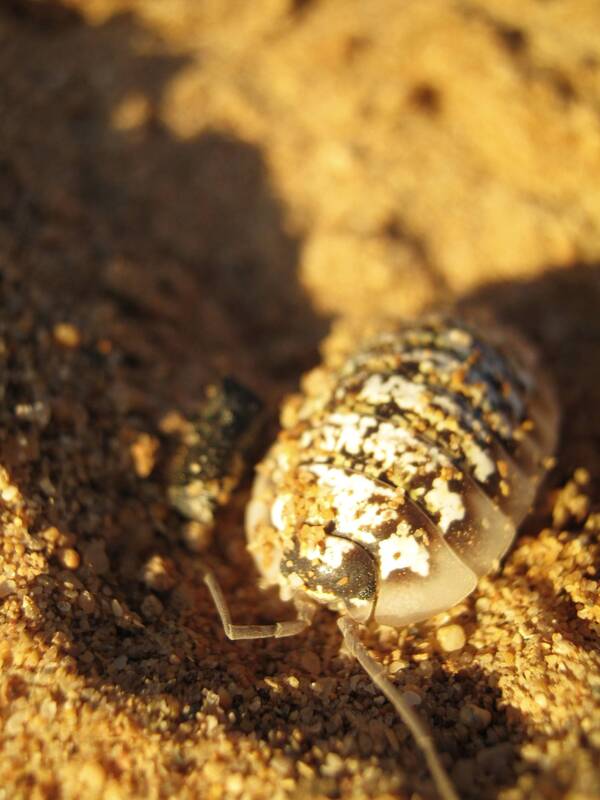 An interesting desert bug, Western Sahara