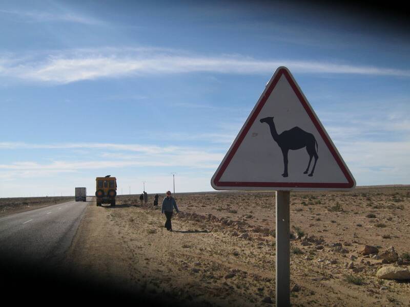 Wild camel warning sign, Western Sahara