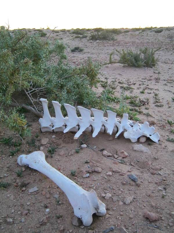 Camel bones, Western Sahara