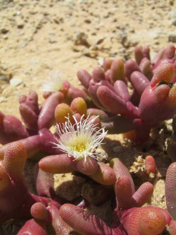 Interesting desert plants, Western Sahara