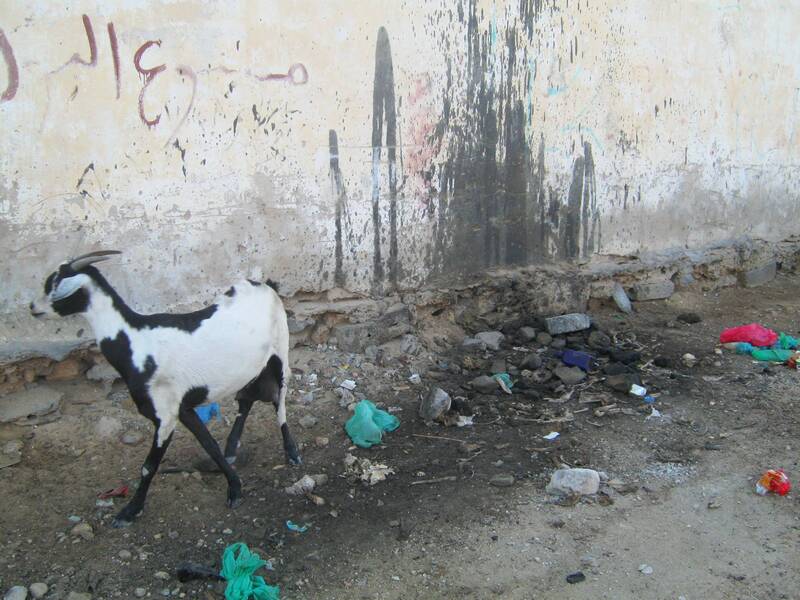 Street goat in Nouadhibou