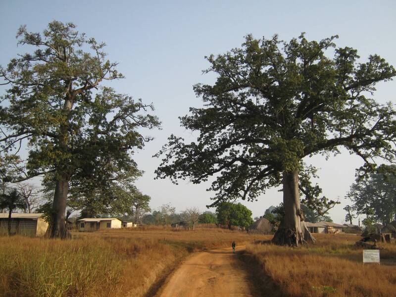Passing through a village with yellow grasses and tall trees, Sierra Leone