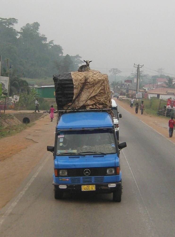 A goat sitting on top of a tall load on a pickup truck on the highway
