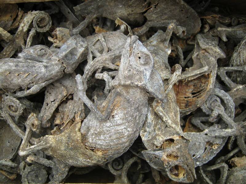 Dried chameleons, Togo