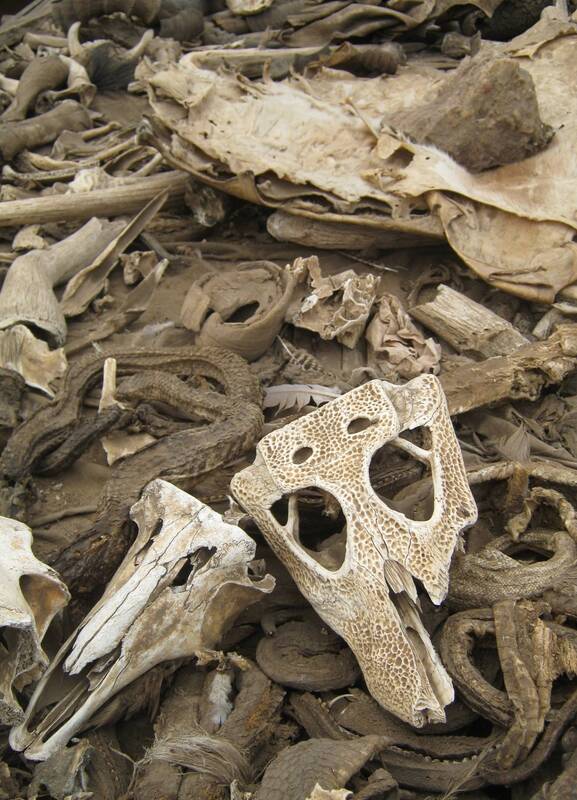 Myriad animal decay, Togo