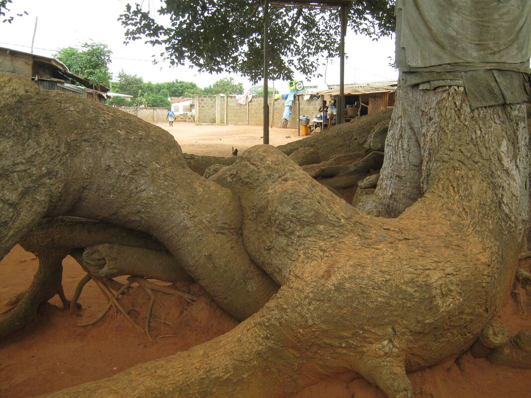 Sacred Tree with giant roots, Togo