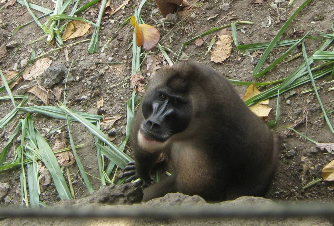 Endangered drill monkey in a conservation area, Calabar, Nigeria